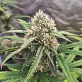 thumb of Permanent Marker Feminized by WeedSeedsExpress grown by Dabking